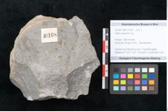 Foto (Objekt + Etikett) von Daphnophyllum sp. (NHMW-GEO-2024-0188-10168)